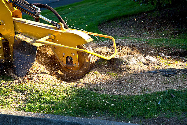 Best Lawn Dethatching Services  in USA